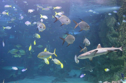 SEA LIFE Sydney Aquarium Entrance Ticket - Tourism Guide 9