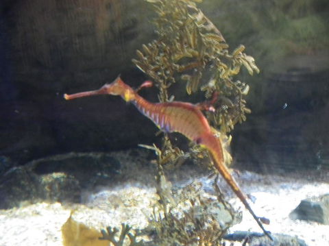 SEA LIFE Sydney Aquarium Entrance Ticket - Tourism Guide 12