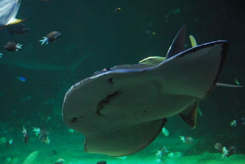 SEA LIFE Sydney Aquarium Entrance Ticket - Tourism Guide 20