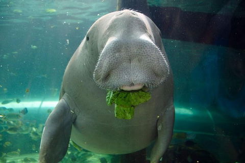 SEA LIFE Sydney Aquarium Entrance Ticket - Tourism Guide 1