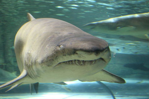 SEA LIFE Sydney Aquarium Entrance Ticket - Tourism Guide 5