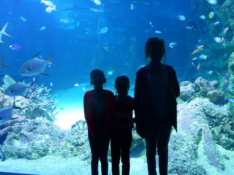 SEA LIFE Sydney Aquarium Entrance Ticket - Tourism Guide 10