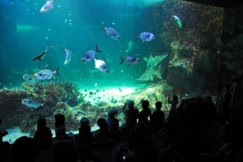 SEA LIFE Sydney Aquarium Entrance Ticket - Tourism Guide 21
