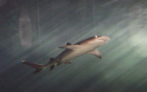 SEA LIFE Sydney Aquarium Entrance Ticket - Tourism Guide 17
