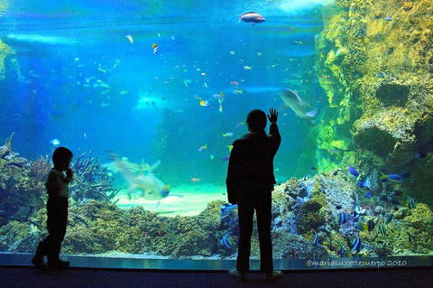 SEA LIFE Sydney Aquarium Entrance Ticket - Tourism Guide 15