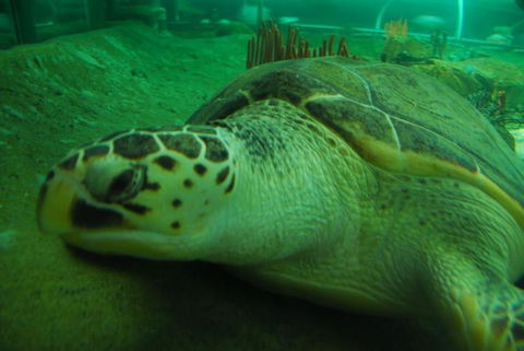 SEA LIFE Sydney Aquarium Entrance Ticket - Tourism Guide 25