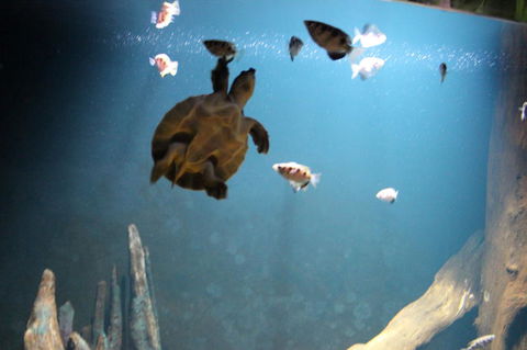 SEA LIFE Sydney Aquarium Entrance Ticket - Tourism Guide 4