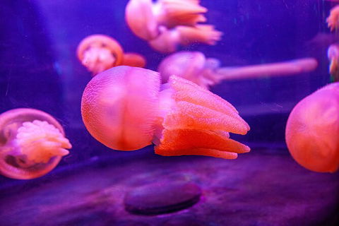 SEA LIFE Sydney Aquarium Entrance Ticket - Tourism Guide 31