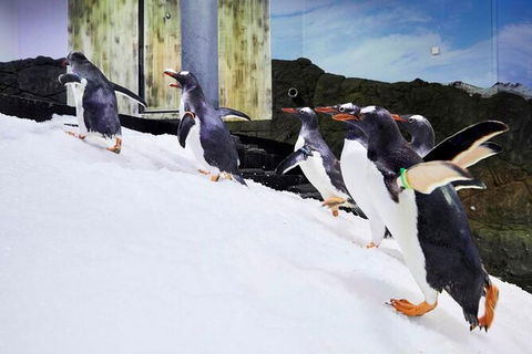 SEA LIFE Sydney Aquarium Entrance Ticket - Tourism Guide 32