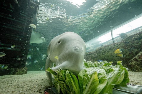 SEA LIFE Sydney Aquarium Entrance Ticket - Tourism Guide 34