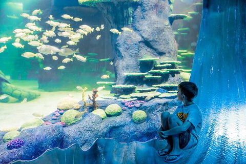 SEA LIFE Sydney Aquarium Entrance Ticket - Tourism Guide 28