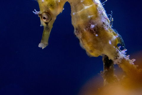 SEA LIFE Sydney Aquarium Entrance Ticket - Tourism Guide 27