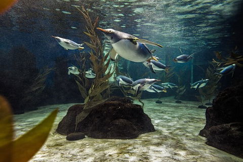 SEA LIFE Sydney Aquarium Entrance Ticket - Tourism Guide 29