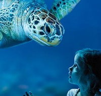 Sydney Shore Excursion SEA LIFE Sydney Aquarium Entrance Ticket - Tourism Guide