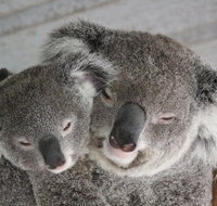 Featherdale Wildlife Park General Admission - Tourism Guide