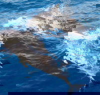 Port Stephens Day Tour From Sydney Including 4WD Sandboarding and Dolphins - Tourism Guide