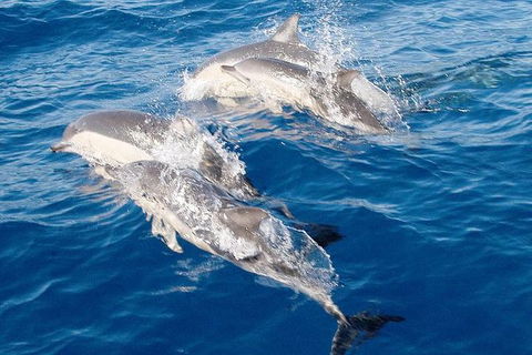 Port Stephens Day Tour From Sydney Including 4WD, Sandboarding And Dolphins - Cruises Travel 0