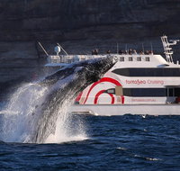 3 Hour Discovery Cruise Ultimate Whale Watching Experience - Tourism Guide