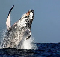 Sydney Whale-Watching Cruise Including Lunch or Breakfast - Tourism Guide