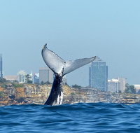 Small-Group Luxury Sydney Whale Watching Cruise - Tourism Guide