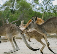 Visit Walkabout Wildlife Sanctuary - Tourism Guide