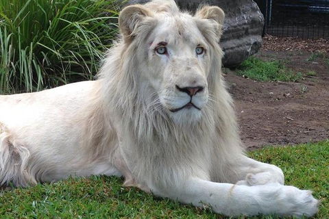 Private Shoalhaven Zoo Experience From Sydney - Tourism Guide 1