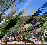 Private Shoalhaven Zoo Experience from Sydney - Tourism Guide