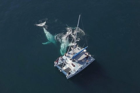 Coffs Harbour Whale Watch Experience - Tourism Guide 0