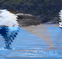 Whale Watching Jervis Bay - Tourism Guide