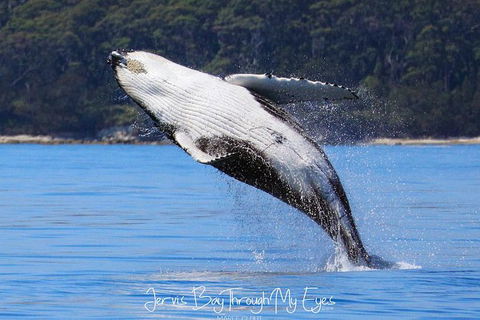 Whale Watching Jervis Bay - Tourism Guide 0