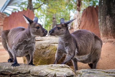 Australia Multi-City Attractions Pass - Tourism Guide 9
