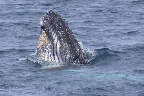 Jervis Bay Whale Watching Tour - Tourism Guide 1