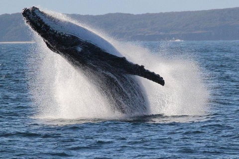 Jervis Bay Whale Watching Tour - Tourism Guide 0