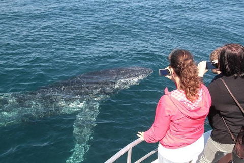 Jervis Bay Whale Watching Tour - Tourism Guide 9