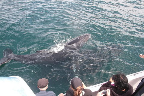 Jervis Bay Whale Watching Tour - Tourism Guide 12