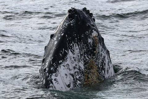 Jervis Bay Whale Watching Tour - Tourism Guide 7