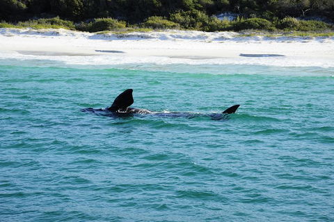 Jervis Bay Whale Watching Tour - Tourism Guide 5