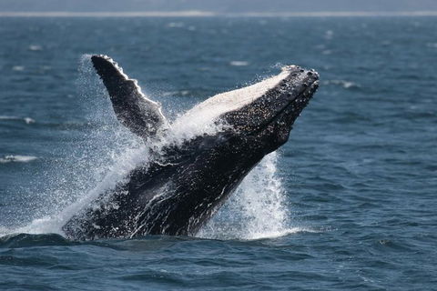 Jervis Bay Whale Watching Tour - Tourism Guide 10