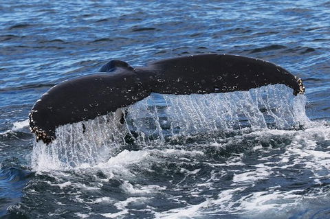 Jervis Bay Whale Watching Tour - Tourism Guide 6