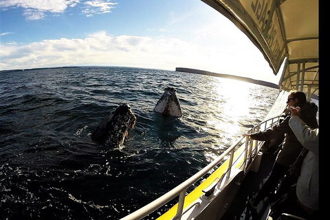 Jervis Bay Whale Watching Tour - Tourism Guide 3