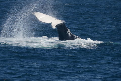 Jervis Bay Whale Watching Tour - Tourism Guide 11