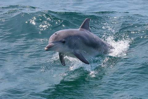 Jervis Bay Passage Tour - Tourism Guide 12
