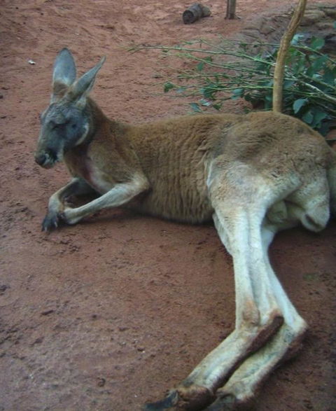 WILD LIFE Sydney Entrance Ticket - Tourism Guide 13