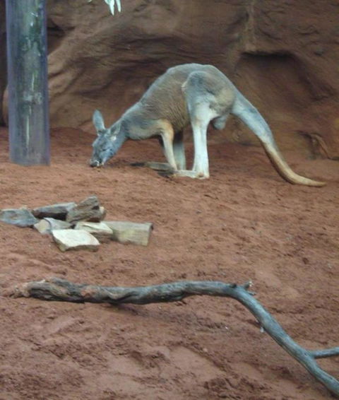 WILD LIFE Sydney Entrance Ticket - Tourism Guide 14