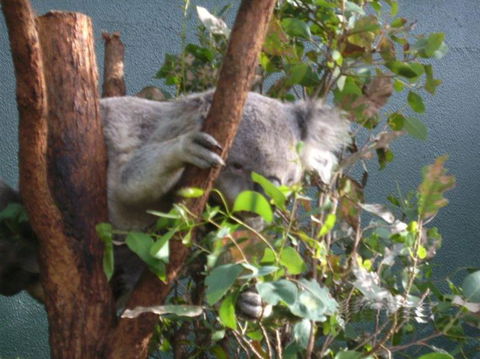 WILD LIFE Sydney Entrance Ticket - Tourism Guide 16