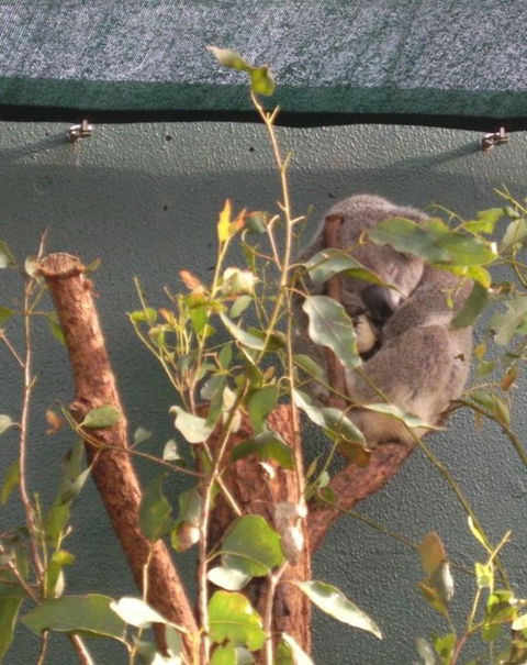 WILD LIFE Sydney Entrance Ticket - Tourism Guide 15