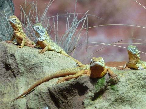 WILD LIFE Sydney Entrance Ticket - Tourism Guide 7
