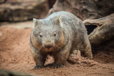 WILD LIFE Sydney Entrance Ticket - Tourism Guide 20