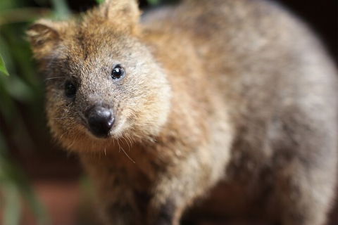 WILD LIFE Sydney Entrance Ticket - Tourism Guide 23