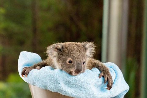 WILD LIFE Sydney Entrance Ticket - Tourism Guide 25